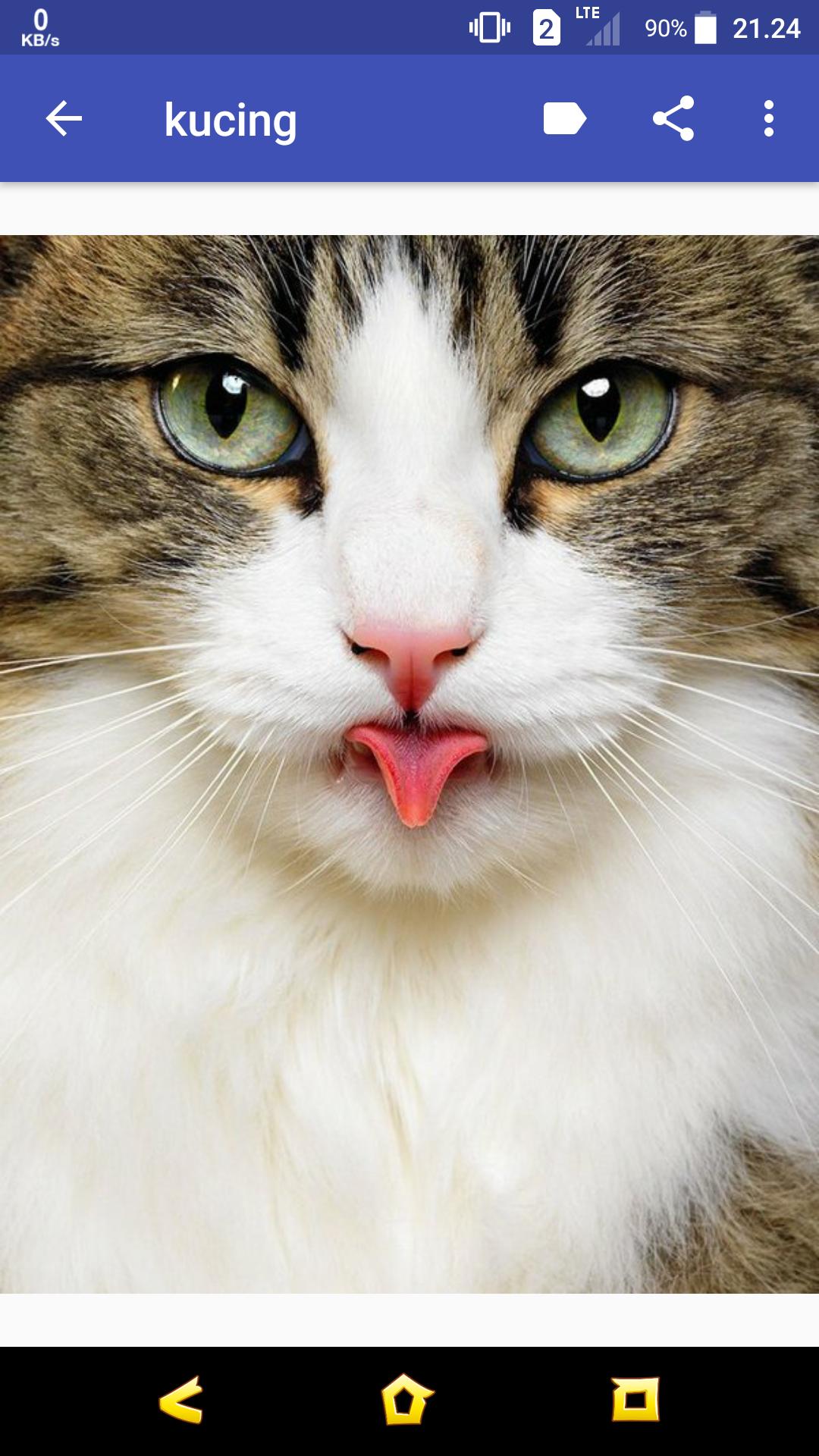 Лицо кисы. Кот с язычком. Кот с высунутым языком. Кошачья мордочка.