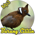 suara masteran burung cililin 
