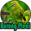 Suara Masteran kicau Pleci mp3