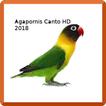 Agapornis Canto