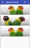 Agapornis Canto 海报
