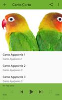 Agapornis Canto 截图 1
