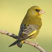 Canary Verderon HD