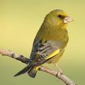 Canary Verderon HD