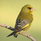 Canary Verderon HD icon