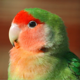 Agapornis Canto icon