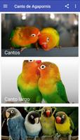 Agapornis Canto ポスター