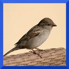 Gorrion Canto icon