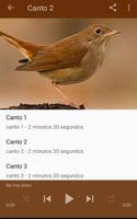 Canto Ruiseñor imagem de tela 2
