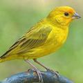 Master Canary