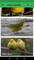 Canario Maestro скриншот 1