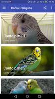 Periquito Canto पोस्टर