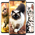 Cat Wallpaper