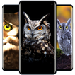 Owl Wallpaper أيقونة