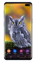 Owl Wallpaper ảnh chụp màn hình 3