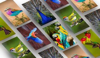 Bird Wallpapers HD постер
