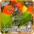 Lovebird Masteran ícone