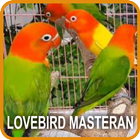Lovebird Masteran أيقونة