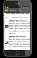 Lovebird Masteran syot layar 3