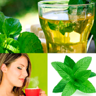 PLANTAS MEDICINALES 아이콘