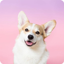APK Puppies Wallpapers HD