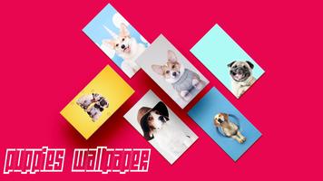 Puppies Wallpapers HD plakat