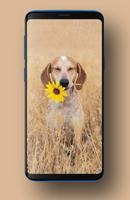 Puppies Wallpapers HD screenshot 2