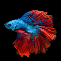 Betta Fish Wallpapers HD
