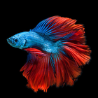 Betta Fish Wallpapers HD icon