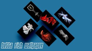 Betta Fish Wallpapers HD poster