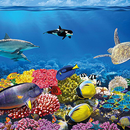 APK Coral Reef Wallpapers HD