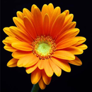 APK Daisy Wallpapers HD