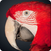 BIrd Wallpapers HD