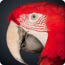 APK BIrd Wallpapers HD