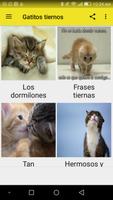 Gatitos tiernos screenshot 1