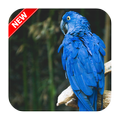 Animal Wallpapers