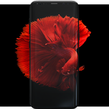 Icona Betta Fish