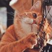 Cat Wallpapers