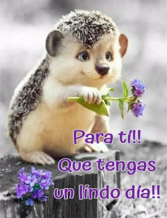  Buenos días. Lindas frases APK for Android Download