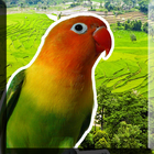 Masteran Lovebird Offline أيقونة