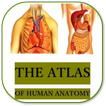 Anatomy of the Human Body