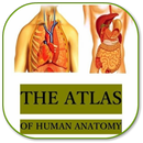 APK Anatomy of the Human Body