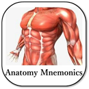 Anatomy Mnemonics APK