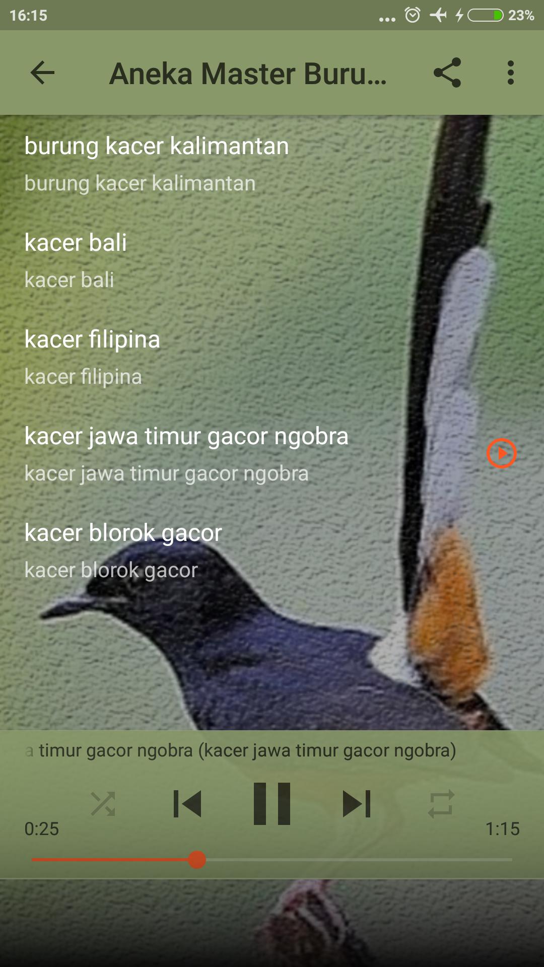 Kicau Burung Murai Vs Kacer For Android Apk Download