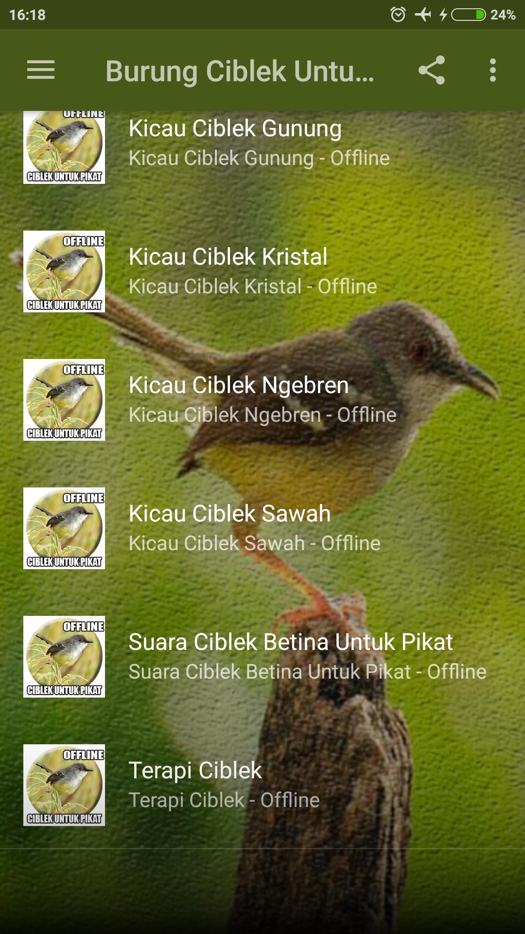 Suara Burung Ciblek Pikatan For Android Apk Download