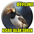 Jalak Suren Full Isian