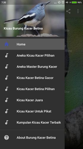 19++ Burung kacer betina gacor terupdate