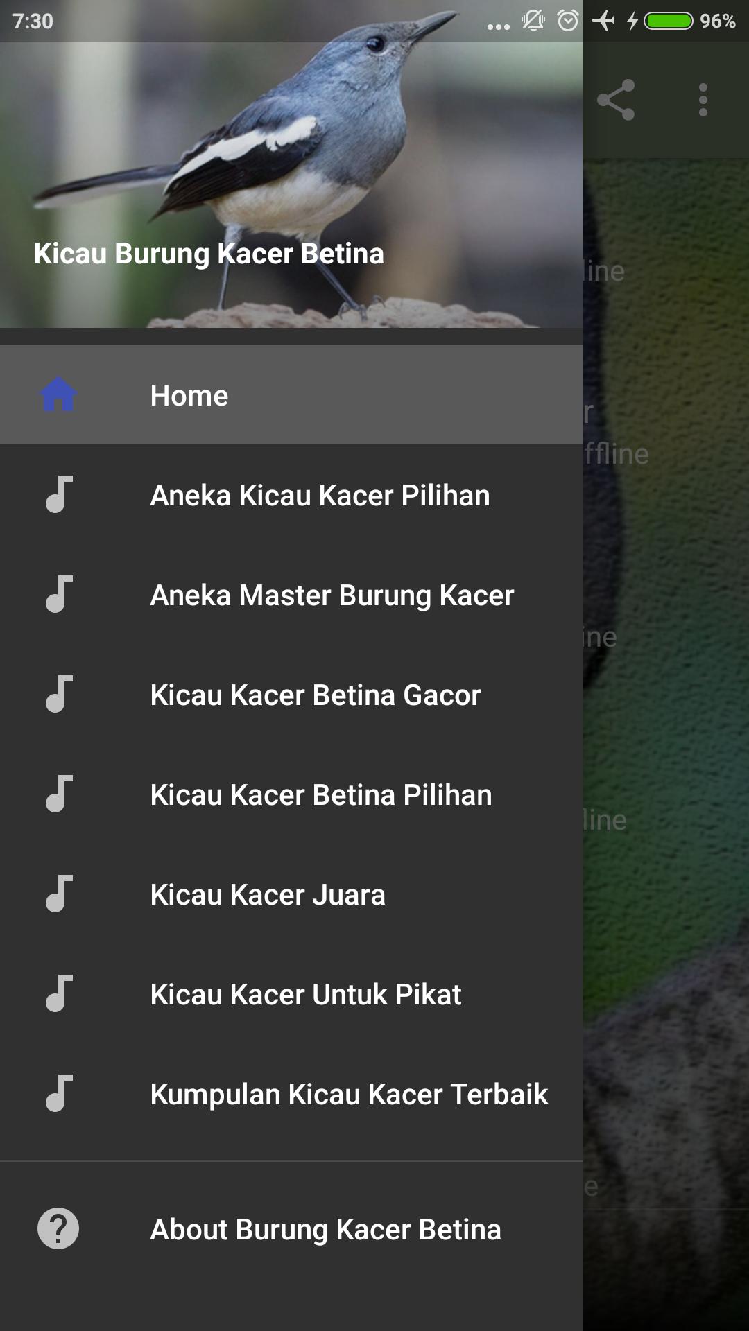 Kicau Kacer Betina Gacor For Android Apk Download