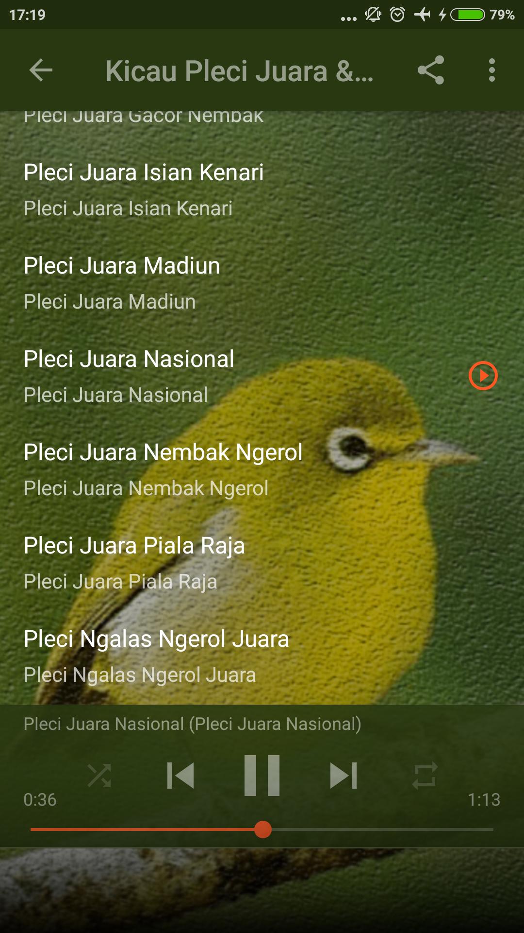 45++ Suara burung pleci betina mp3 terbaru