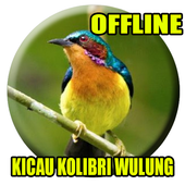 Suara Burung Kolibri Wulung Gacor For Android Apk Download